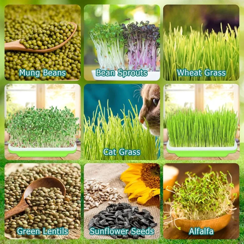 Bandeja hidropónica para germinar semillas en casa