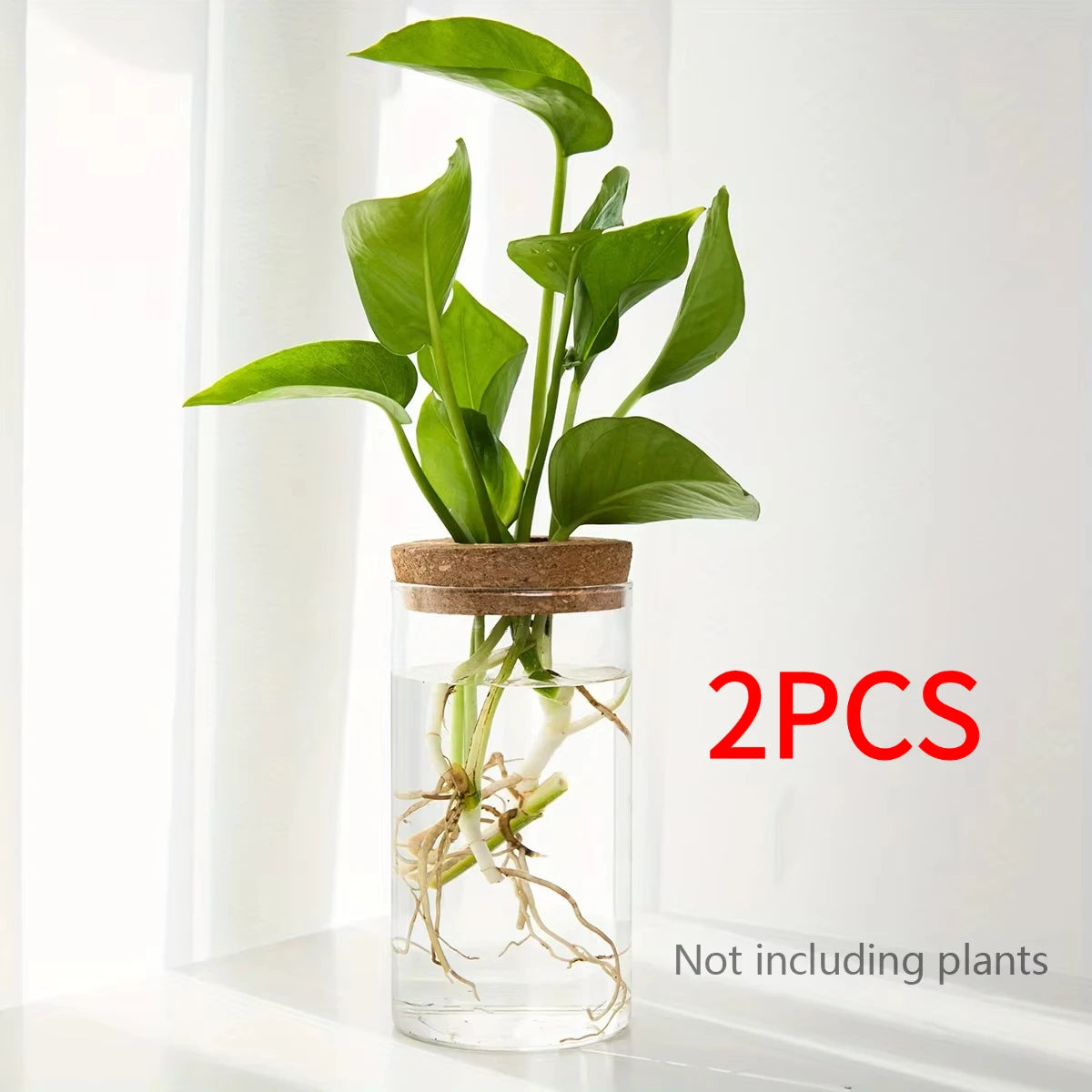 Florero de cristal para propagar plantas en agua