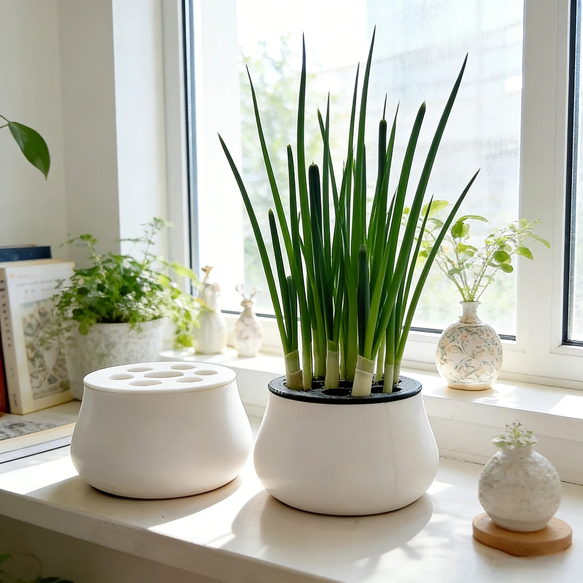 Kit hidropónico para cultivar ajo y cebollino en casa