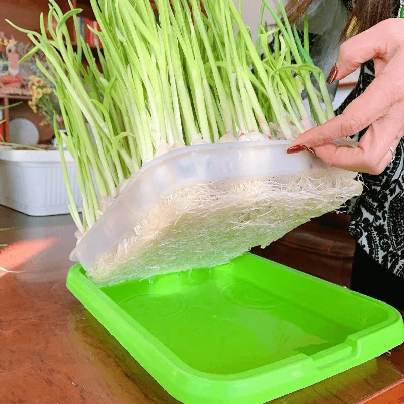 Bandeja hidropónica para germinar semillas en casa