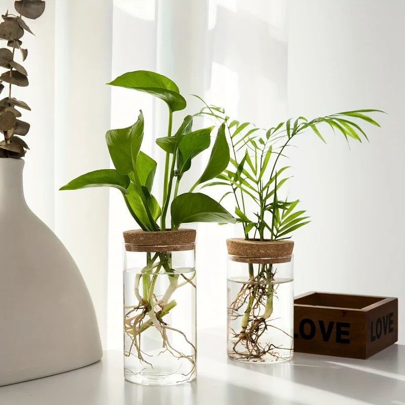 Florero de cristal para propagar plantas en agua