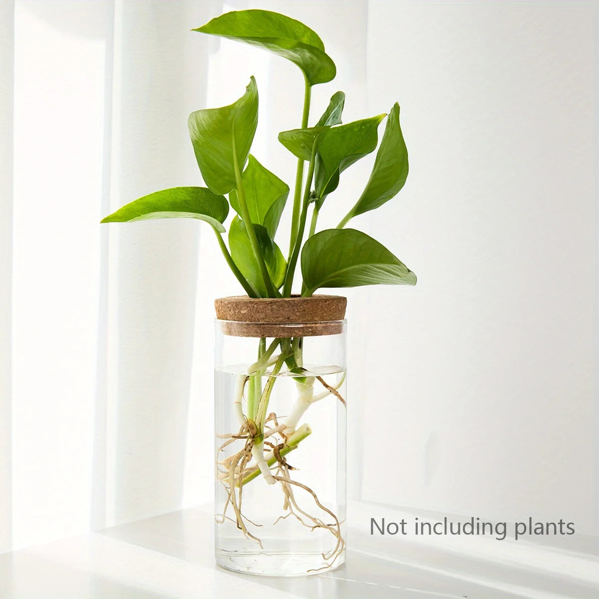Florero de cristal para propagar plantas en agua
