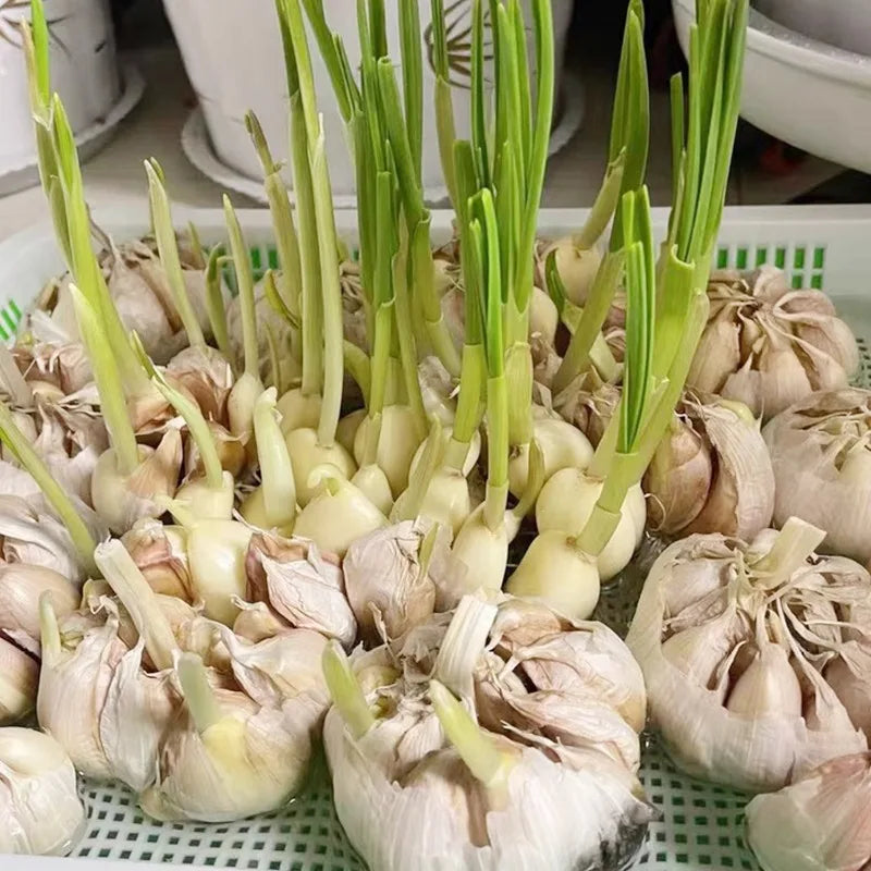 Bandeja hidropónica para germinar semillas en casa