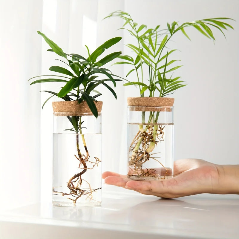 Florero de cristal para propagar plantas en agua