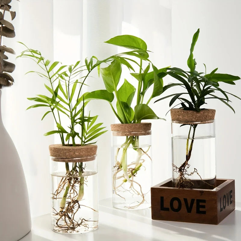 Florero de cristal para propagar plantas en agua