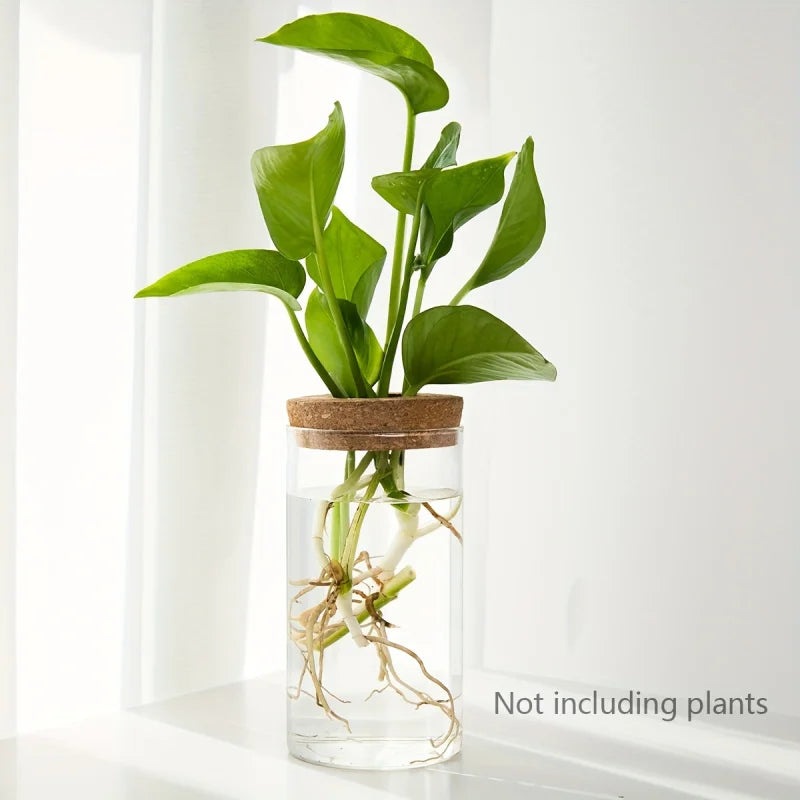 Florero de cristal para propagar plantas en agua
