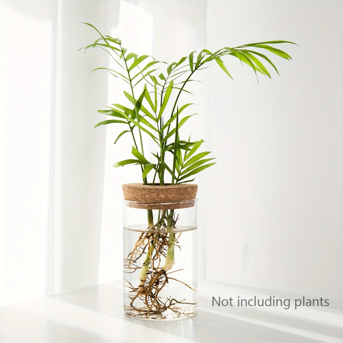 Florero de cristal para propagar plantas en agua
