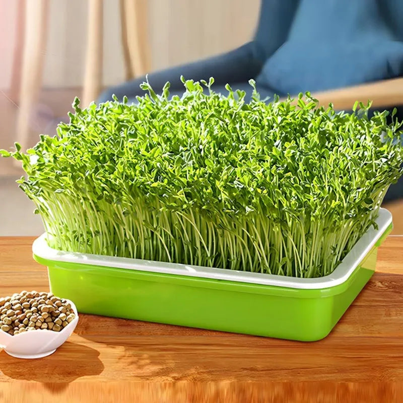 Bandeja hidropónica para germinar semillas en casa